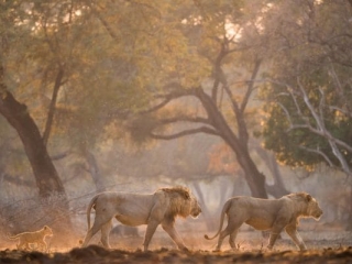 chikwenya_wildlife_2000px_-_kyle_and_ruth_317_of_334