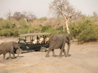Chobe_under_canvas_gamedrive5