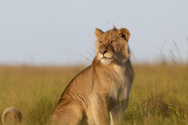 KerDowneyZambia_KingLewanika_Wildlife_May_2026_Sarah_Wang_Low_Res-5