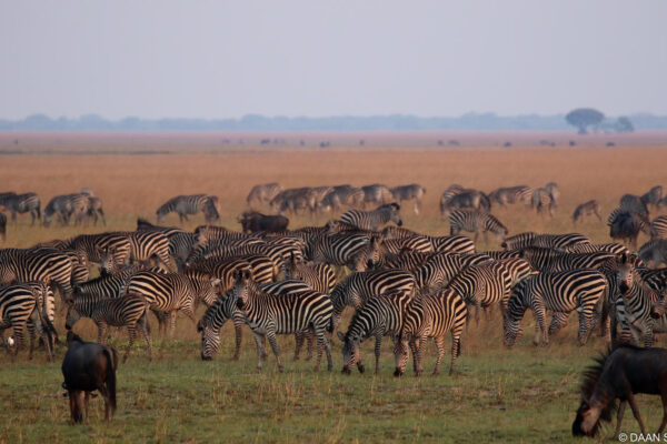 King Lewanika game drives