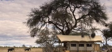 African Bush Camps Somalisa Expeditions
