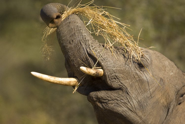 Tusker elephant in Ngorongoro Crater with Gibb's Farm - elephant caves exploration