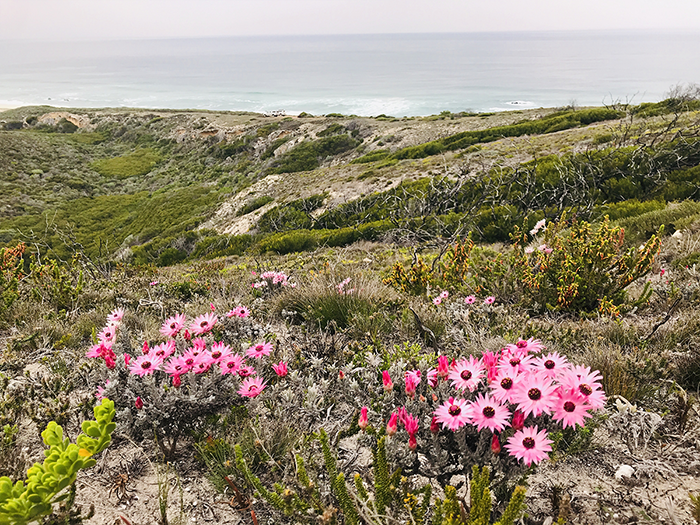 Vibrant colors of fynbos blooms with the ocean behind as the perfect backdrop.
