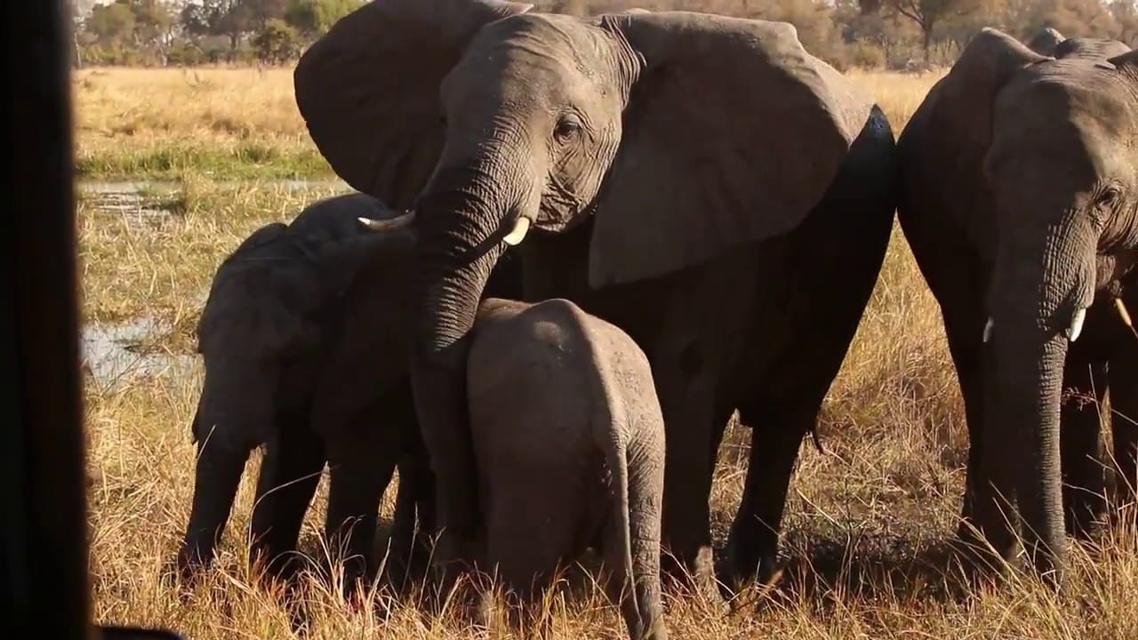 Client footage: A breeding herd of elephants at Sable Alley in Botswana