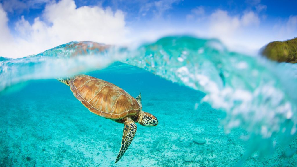 Endangered green sea turtle in the sanctuary seas around Mnemba Island in Zanzibar