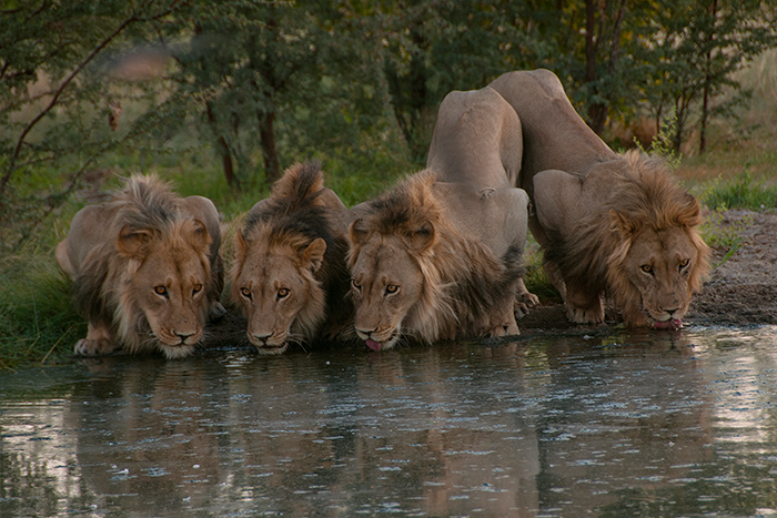 Lions drinking at dusk - Kwando Lagoon Camp - Southern Destinations