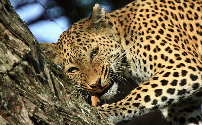 Leopard - Pom Pom - Southern Destinations - Botswana