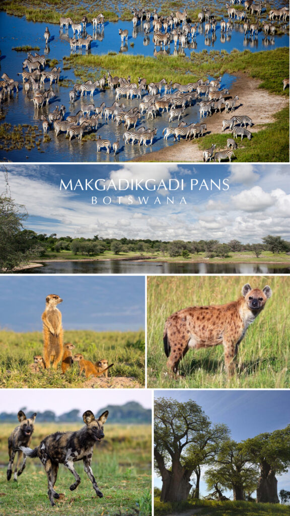 Green Season safari in Botswana's Makgadikgadi Salt Pans