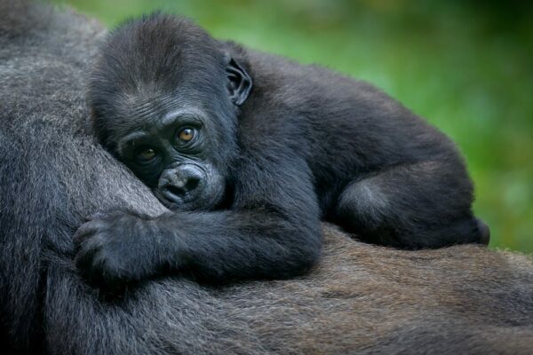 Baby gorilla - Rwanda