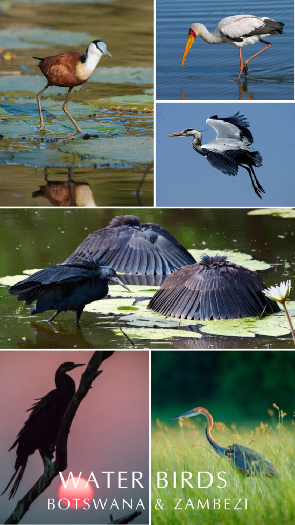 g up in SOUTHERN AFRICA as Spring gets underway. This is an amazing time to be in Zambia and Botswana as many water birds begin nesting, especially yellow‐billed storks, marabous, and various species of heron and egret forming huge breeding colonies.