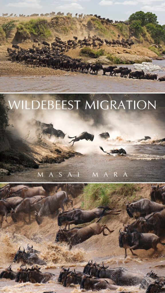 EAST AFRICA'S epic Wildebeest Migration is in the Masai Mara with awe-inspiring river crossings seen along the Mara River.