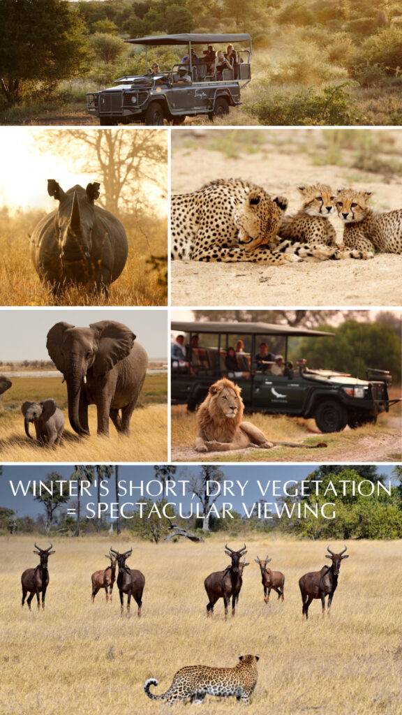 In the winter months, the short grass and dry vegetation make for superb game viewing throughout Africa.