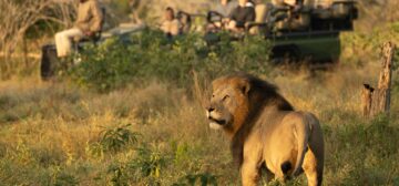 A Blockbuster Photographic Safari