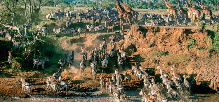 The Great Migration – Mara vs Serengeti…