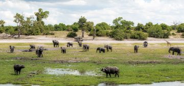 The Best Time to Travel to East Africa & Southern Africa for Safari