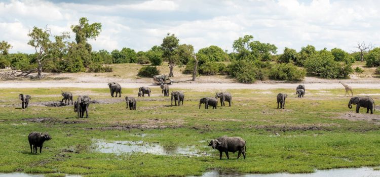 The Best Time to Travel to East Africa & Southern Africa for Safari
