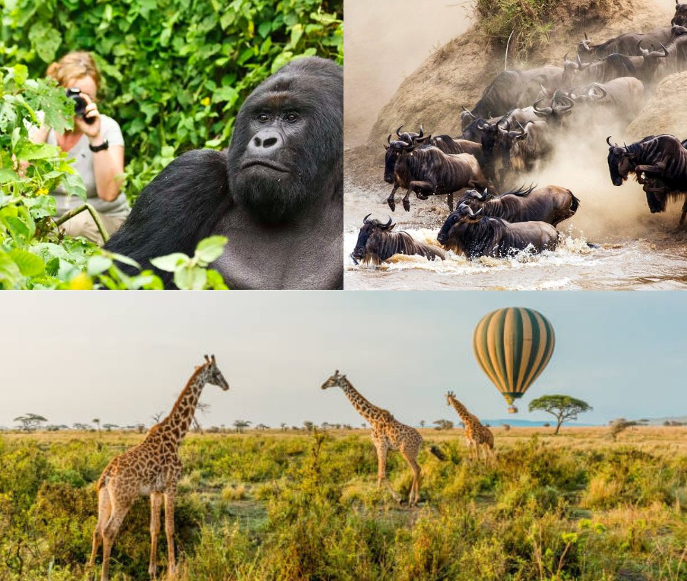 East Africa safari experiences include golrilla trekking, the wildebees migration, ballooning over the Serengeti