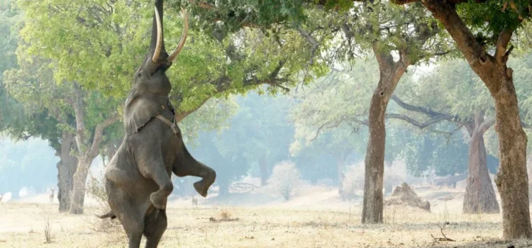 Mana Pools – Why This Wild Safari Destination Is So Special