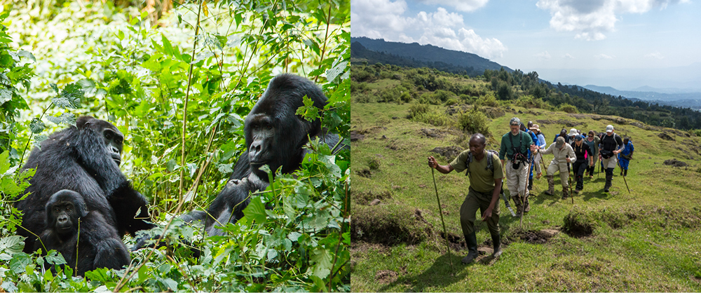 Mountain gorilla family in Rwanda's rainforest and travellers hiking through Volcanoes National Park during a guided gorilla trekking experience.