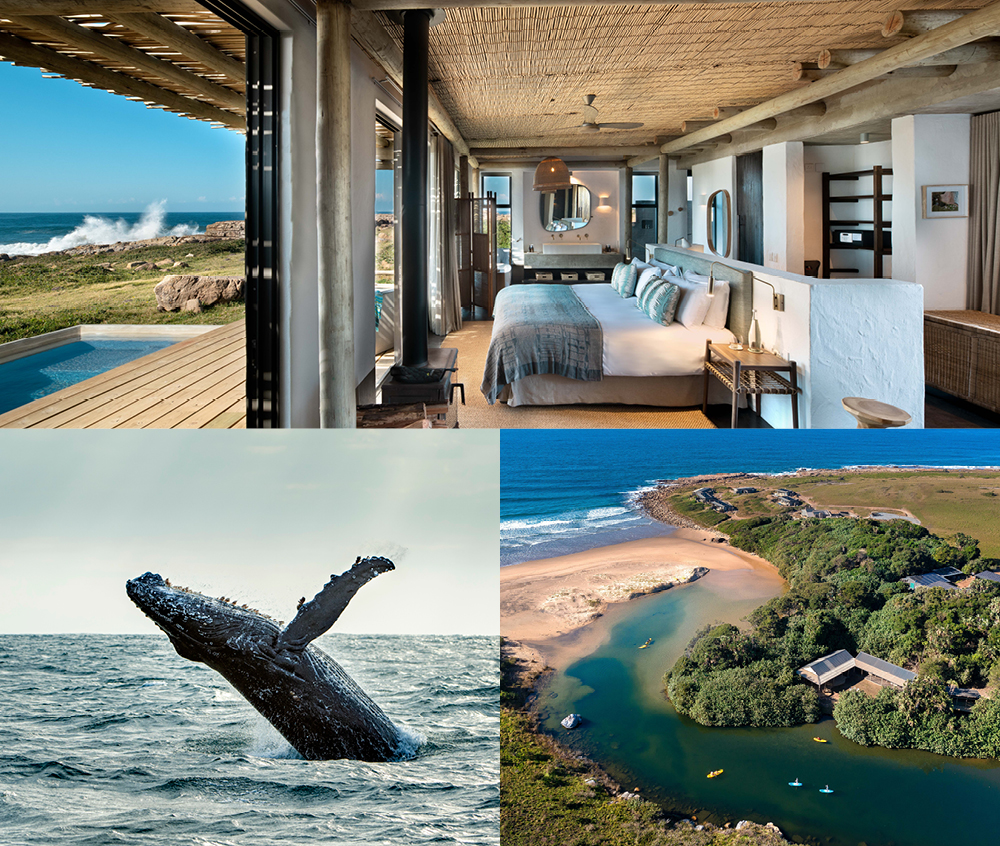 Luxury suite, whale breaching offshore and aerial view of GweGwe Beach Lodge on South Africa's Wild Coast in the Eastern Cape.