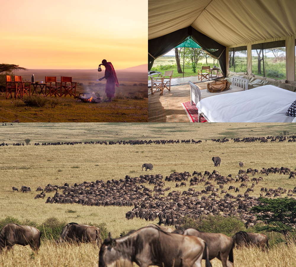 Private safari camp in the Serengeti with bush dining, luxury tented accommodation and wildebeest migrating across the plains.