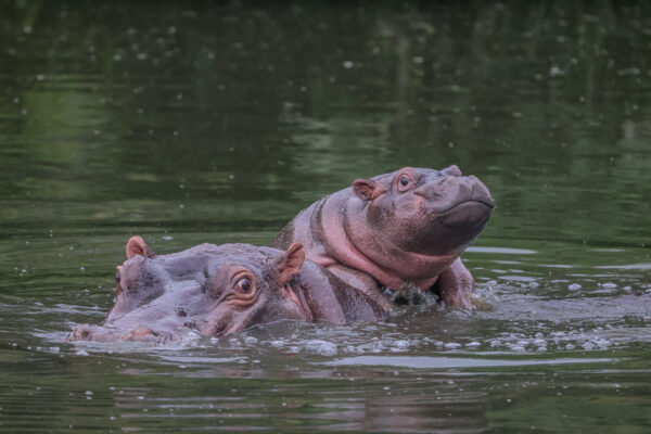 Sandringham Game Drive hippo